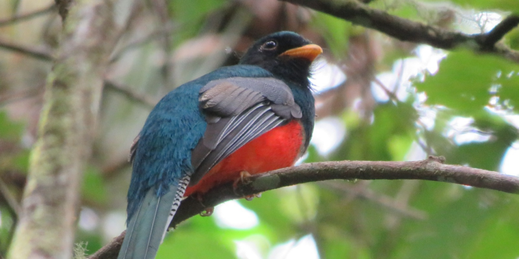 Birdwatching in Minca